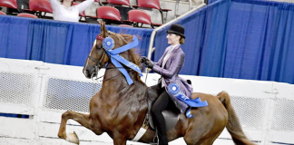 Saddlebred horse