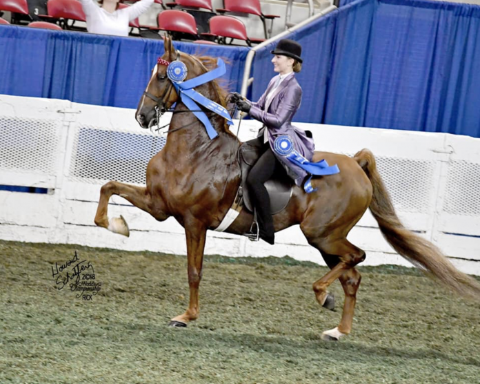 Saddlebred horse