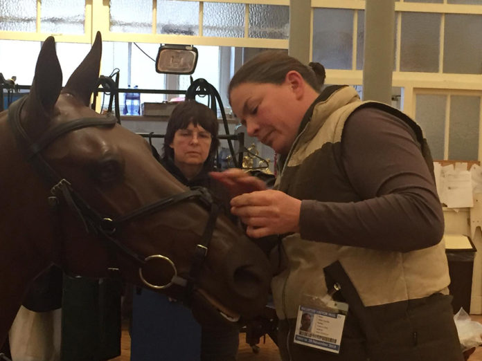 horse and person fitting bridle