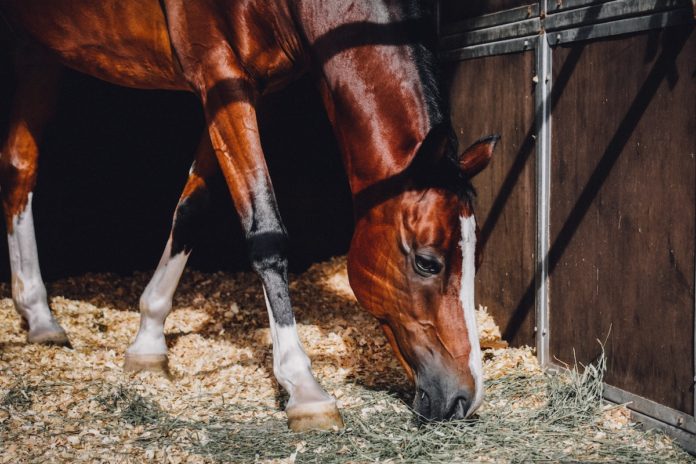 horse eating hay off floor